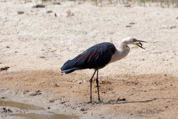 White Necked Heron