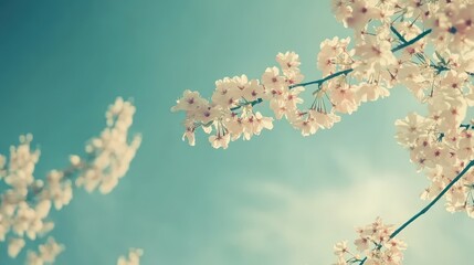 Cherry tree branches blossom in winter against a bright blue sky with abstract free space