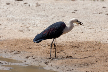 White Necked Heron