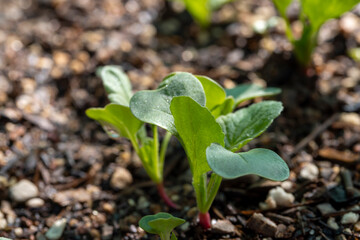 Young radishes sprouting in the spring in Arizona