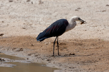 White Necked Heron