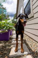 Two year old black and red Doberman Pinscher looking for shade during the summer in Arizona