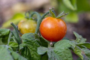 Tiny Tim tomatoes in a hime garden ripening on the vine in summer