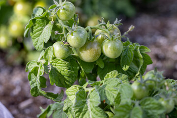 Tiny Tim tomatoes in a hime garden ripening on the vine in summer