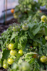Tiny Tim tomatoes in a hime garden ripening on the vine in summer