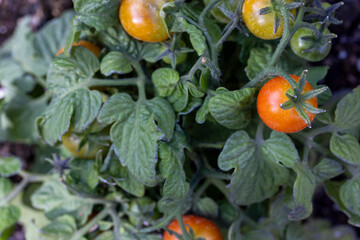 Tiny Tim tomatoes in a hime garden ripening on the vine in summer