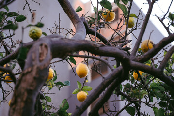 yellow lemons hanging on a tree in a backyard