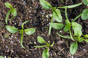 Sprouting spinach plants in a homegrown garden during the spring