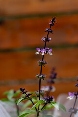 Thai basil flowering and creating seeds for harvest.