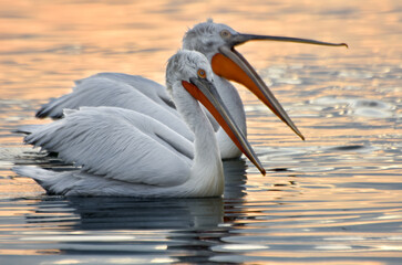 Pelicans swimming on a sea at sunset