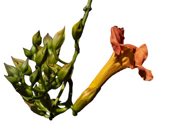 Blooming Trumpet Vine flower with new buds forming of the stem