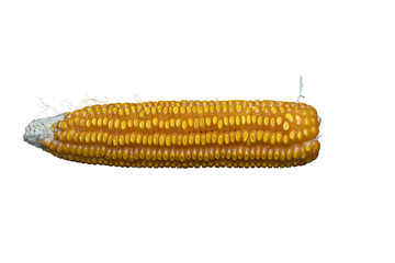 Corn on the cob being dried for future seed planting