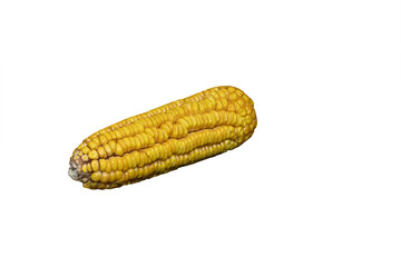 Corn on the cob being dried for future seed planting