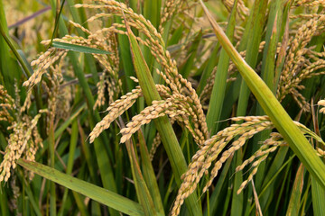 Mature rice in the field