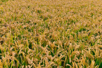 Mature rice in the field