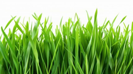 Fototapeta premium Vibrant green field stands out against a clean white backdrop, showcasing natures beauty in a minimalist setting.