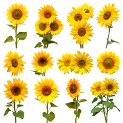 Sunflowers collection isolated on white background. Flat lay, top view