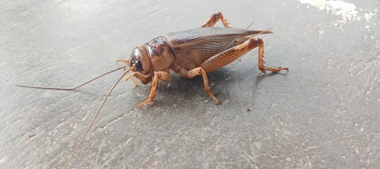 gryllidae animal brown