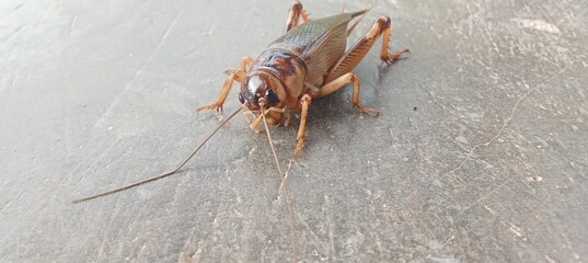 gryllidae animal brown
