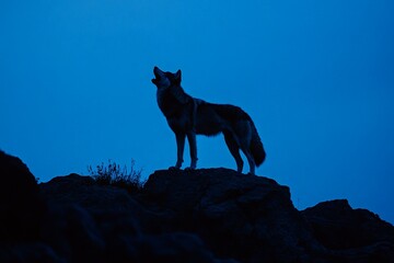 Fototapeta premium A striking image of a solitary wolf silhouetted on a rocky hillside, howling into the night, symbolizing independence and the call of the wild in a serene setting.