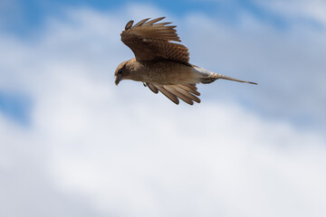 Tiuque buscando comida en el cielo