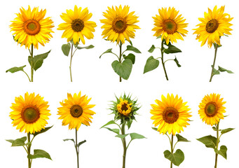 Sunflowers collection isolated on white background. Sun symbol. Flowers yellow, agriculture. Seeds and oil. Flat lay, top view