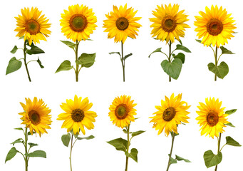 Sunflowers collection isolated on white background. Sun symbol. Flowers yellow, agriculture. Seeds and oil. Flat lay, top view