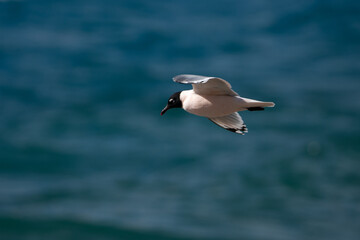 Gaviota en vuelo sobre el mar 