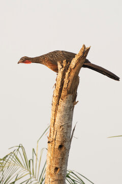 Chaco chacalaca perched on to of dead tree