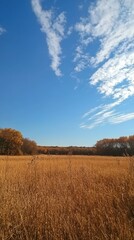 Experience the serenity of a golden autumn field with expansive sky for reflection
