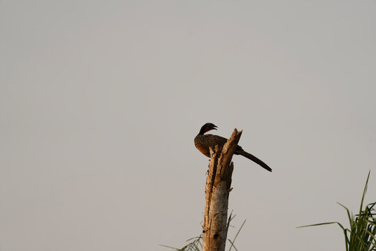 Chaco chacalaca perched on to of dead tree