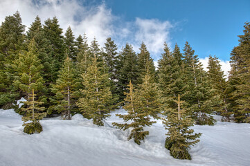 A winter landscape of evergreen trees standing tall on a snow-covered slope, under a bright blue sky with scattered clouds, 