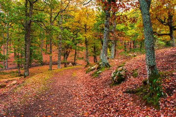 yellow forest of Beech trees with green grass, blue sky and clouds in autumn, Sunlit Forest with Lush Green Undergrowth, Woodland Landscape, Deep forest summer woods background, Jijel Algeria Africa