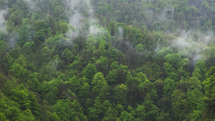 Lush green forest with bits of cloud fog in Georgia