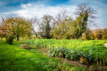 Gemüsegarten