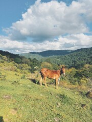 Horse Grazing on a Grassy Hillside in Costa Rica. A colorful photograph of cows standing on a grassy hillside in rural Costa Rica, with lush greenery and a mountain landscape.