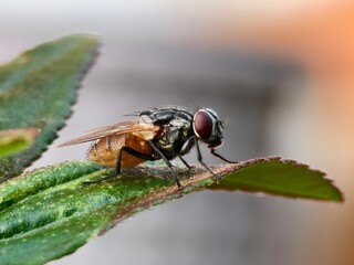 house fly on green leaf