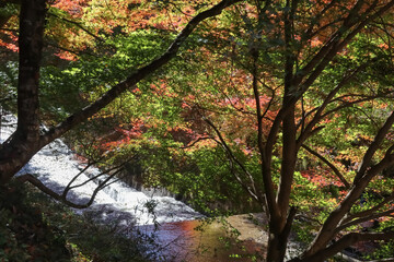 Naklejka premium 愛知県豊田市小原の四季桜。田代川に沿う柿ケ入遊歩道。秋に咲く桜、紅葉とのコラボ