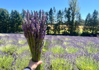 lavender field in Oregon