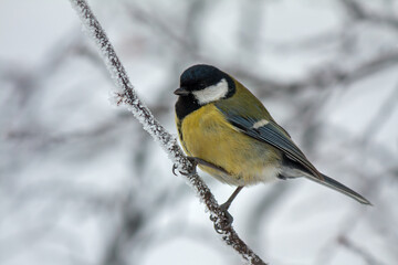 Naklejka premium Parus major sits on a branch on a winter day. Blurred white background