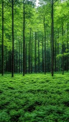 Obraz premium A dense forest with lush foliage. Perfect for use in projects focusing on nature, tranquility, and peace.