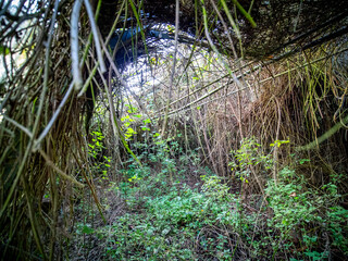 Zugewachsenes und beschädigtes Glasdach eines Gewächshauses