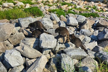 Raccoons crawling on some rocks