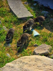 Raccoons crawling on some rocks