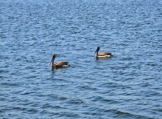 Pelicans on the ocean