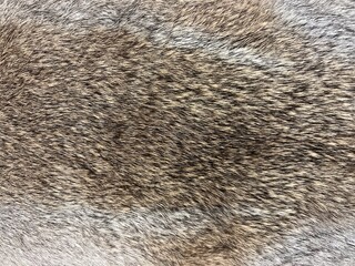 Close up texture of brown gray and white rabbit fur