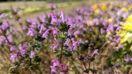 野原に咲く野草ホトケノザ