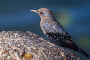 きれいな声でさえずる美しいイソヒヨドリ（ヒタキ科）
英名、学名：Blue Rock Thrush (Monticola solitarius
静岡県伊豆半島賀茂郡南伊豆町中木ヒリゾ浜2024年
