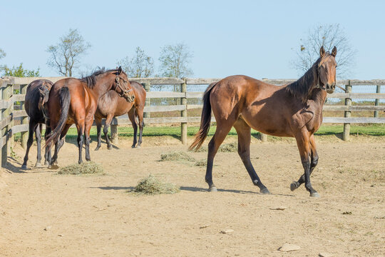 A yearling Thoroughbred horse looking at the camera with the rest of the herd behind her in a dry lot with piles of hay and a board fence.
