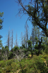 Northern California Summer Landscape near Calistoga 